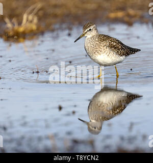 Wood Sandpiper nell'acqua Foto Stock