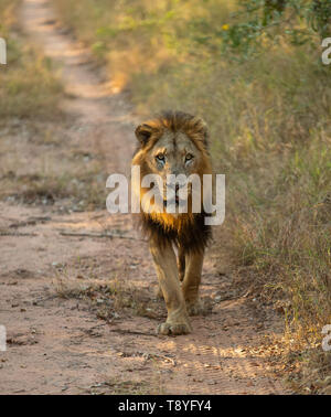 Maschio di leone nella Sabi Sands, Sud Africa Foto Stock