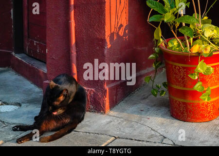 Alley cat in un momento di relax a una porta sulla strada Foto Stock