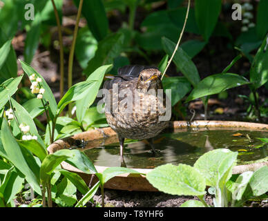 Neonata Blackbird il raffreddamento in acqua e bere in un giardino in Alsager Cheshire England Regno Unito Regno Unito Foto Stock