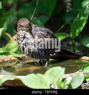Una neonata Blackbird prendere un bagno in un grande piattino di acqua in un giardino in Alsager Cheshire England Regno Unito Regno Unito Foto Stock