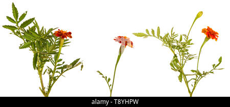 Un fiore di un arancio calendula. Isolato su bianco. Impostare Foto Stock