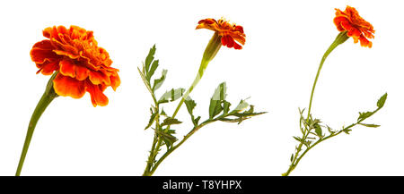 Un fiore di un arancio calendula. Isolato su bianco. Impostare Foto Stock