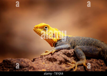 Close up foto di giallo e blu con una lucertola, rock AGAMA SA. Si tratta di fauna selvatica foto di animale in Senegal, Africa. L'AGAMA SA in posa sul rock contro sfocato Foto Stock