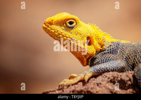 Close up foto di giallo e blu con una lucertola, rock AGAMA SA. Si tratta di fauna selvatica foto di animale in Senegal, Africa. L'AGAMA SA in posa sul rock contro sfocato Foto Stock