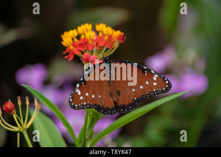 Regina butterfly in appoggio su di un impianto Foto Stock