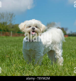 Shih Tzu Foto Stock