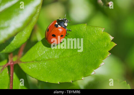 Ladybird seduto su una rosa verde foglia vegetale, macro immagine a colori con spazio di copia Foto Stock