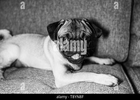 Piuttosto carino Pug cucciolo di cane di razza seduto sul divano la fotografia in bianco e nero Foto Stock
