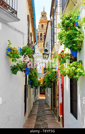 Famoso fiore riempito lane nella città vecchia di Cordoba, Spagna con la torre della cattedrale Foto Stock