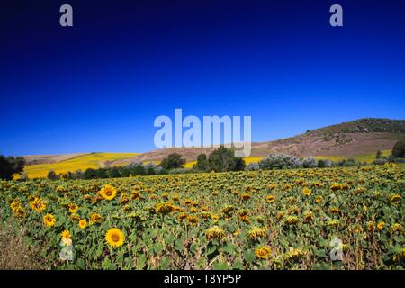 Luminoso e brillante campo di girasole nella zona collinare del paesaggio rurale sotto il cielo blu scuro - Andalusia, Spagna Foto Stock