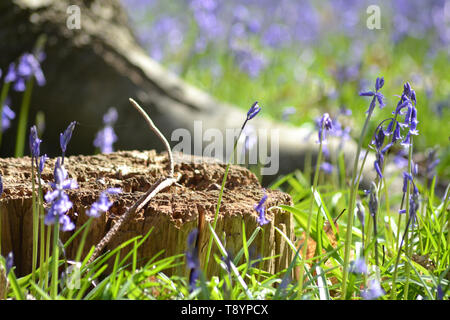 Bluebells, hyacinthoides non scripta {Common Bluebell} Foto Stock