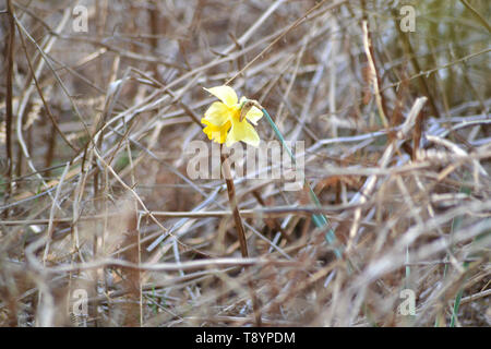 Wild Daffodil {Narcissus Pseudonarcissus} Foto Stock