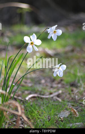 Il fagiano-eye {Narcissus poeticus} {poeta narciso} Foto Stock