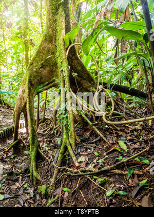 Matapalo albero con radici aeree in Arenal ponti pensili Park in Costa Rica Foto Stock