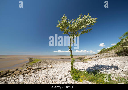 Un singolo, fiorito albero di biancospino, Crataegus monogyna, in una giornata di sole nel maggio cresce a Jenny Brown's punto vicino al villaggio di Silverdale sul bordo Foto Stock