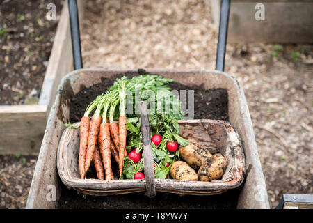 Appena raccolto ravanelli, le carote e le patate in un orto comunitario a Bristol REGNO UNITO Foto Stock