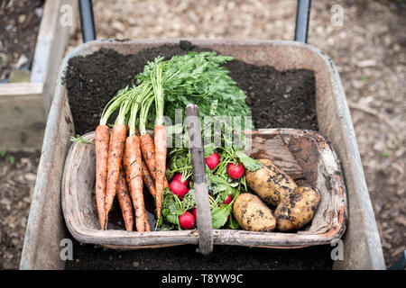 Appena raccolto ravanelli, le carote e le patate in un orto comunitario a Bristol REGNO UNITO Foto Stock
