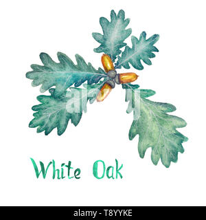 Bianco ramo di quercia con foglie verdi e ghiande, dipinte a mano illustrazione ad acquerello con iscrizione isolato su bianco Foto Stock