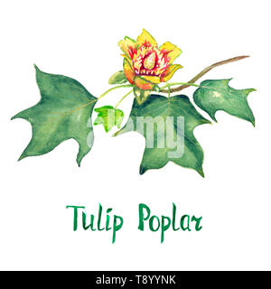 Tulip pioppo (Liriodendron Tulipifera o American tulip tree) ramo con foglie verdi e fiori, dipinte a mano illustrazione ad acquerello con inscripti Foto Stock