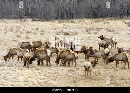 La molla Elk - un grande allevamento di elk in appoggio e il pascolo a secco su un campo in erba. Inizio della primavera nel Parco Nazionale delle Montagne Rocciose, Colorado, Stati Uniti d'America. Foto Stock