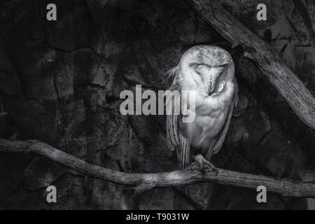 Immagine in bianco e nero di un Barbagianni (Tyto alba) seduto su un pesce persico Foto Stock