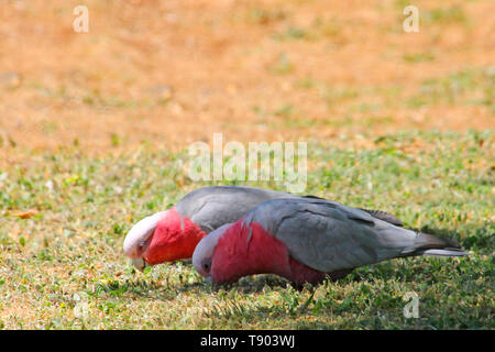 Visitare l'Australia. Il Galah è un comune cacatua Australiano. Si è trovato in tutta l Australia, ed è endemica in terraferma Foto Stock