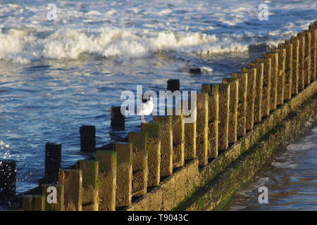 Aringa gabbiano (Larus argentatus) arroccato su una tavola di legno Groyne come onde si infrangono sulla spiaggia di Aberdeen durante una tempesta di neve. La Scozia, Regno Unito. Foto Stock