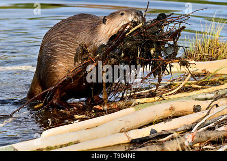 Un castoro selvatico (Castor canadensis); arrampicata con un armload di bastoni e fango in beaver pond a Hinton Alberta Canada. Foto Stock