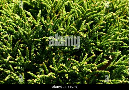 Primo piano di un giovane albero Cryptomeria. Foto Stock