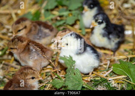 Stoapiperl, Steinhendl - uccellini - specie gravemente minacciate di razza di pollo dall' Austria Foto Stock