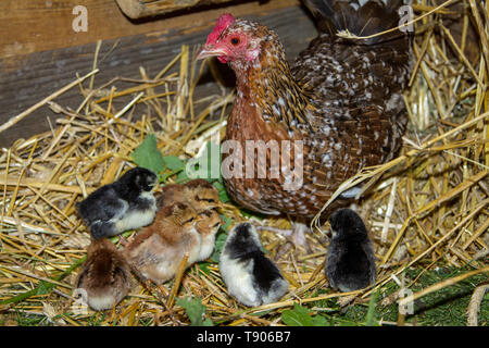 Stoapiperl, Steinhendl - madre gallina e uccellini - specie gravemente minacciate di razza di pollo dall' Austria Foto Stock