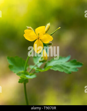Maggiore celandine su sfondo sfocato Foto Stock