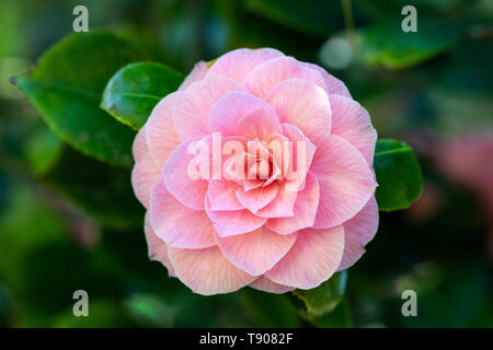 Primo piano di una bella camelia rosa su uno sfondo verde sfocato - fioritura in un giardino inglese, Regno Unito Foto Stock