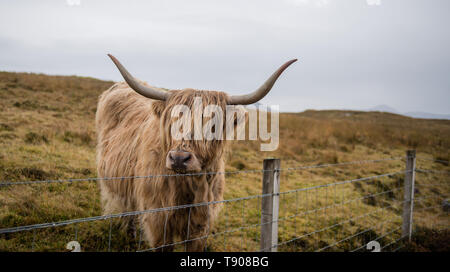 Highland mucca, Isola di Skye in Scozia Foto Stock