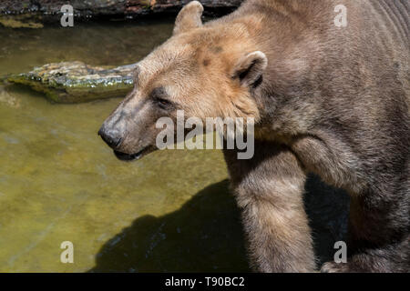 Orso polare - orso bruno hybrid / polar bear-orso grizzly ibrido chiamato anche orso grolar / orso pizzly / nanulak, rare ursid hybrid Foto Stock
