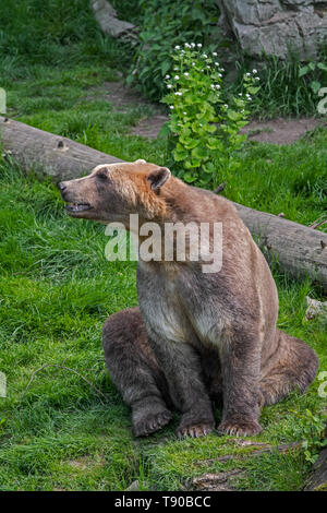 Allevati in cattività polar bear / orso bruno ibrido chiamato anche orso grolar / orso pizzly / nanulak a Osnabrück Zoo, Germania Foto Stock