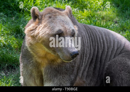Orso polare - orso bruno hybrid / polar bear-orso grizzly ibrido chiamato anche orso grolar / orso pizzly / nanulak, rare ursid hybrid Foto Stock