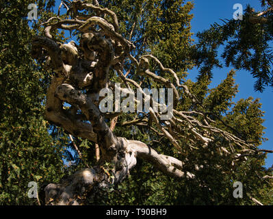 Un Kahler cavatappi con struttura estremamente ramificata rami tra altri alberi Foto Stock