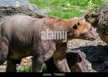 Orso polare - orso bruno hybrid / polar bear-orso grizzly ibrido chiamato anche orso grolar / orso pizzly / nanulak, rare ursid hybrid Foto Stock
