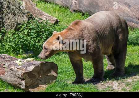 Allevati in cattività polar bear / orso bruno ibrido chiamato anche orso grolar / orso pizzly / nanulak a Osnabrück Zoo, Germania Foto Stock
