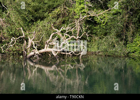 In piscina porthnavas, porthnavas creek, off il fiume helford, Cornovaglia: un albero caduto in acqua Foto Stock