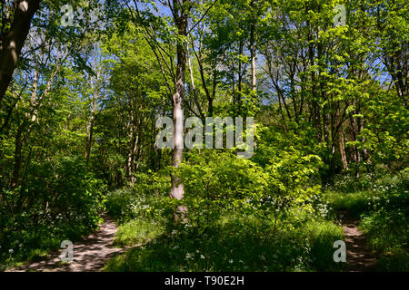 Spazzola Hill Riserva Naturale, Princes Risborough, Buckinghamshire, UK Foto Stock