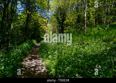 Spazzola Hill Riserva Naturale, Princes Risborough, Buckinghamshire, UK Foto Stock