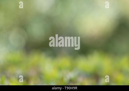 Il sud della Francia - sfocata giardino verde in un giorno di primavera - Abstract naturale sfondo bokeh di fondo Foto Stock