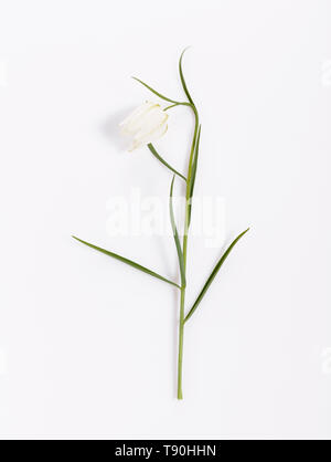 Delicato fiore bianco Snake Head Fritillary, Fritillaria meleagris su sfondo bianco Foto Stock