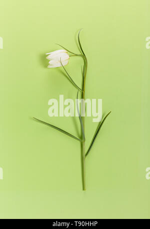Delicato fiore bianco Snake Head Fritillary, Fritillaria meleagris su uno sfondo verde Foto Stock
