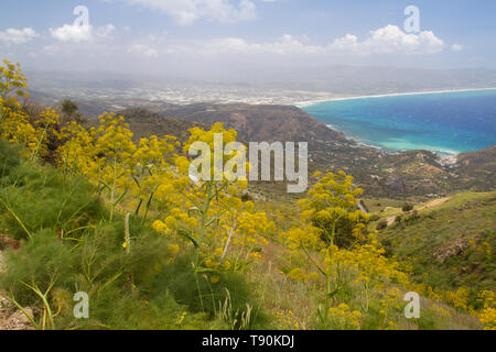 Il finocchio, crescendo in colline di creta nei pressi del mar Mediterraneo Foto Stock