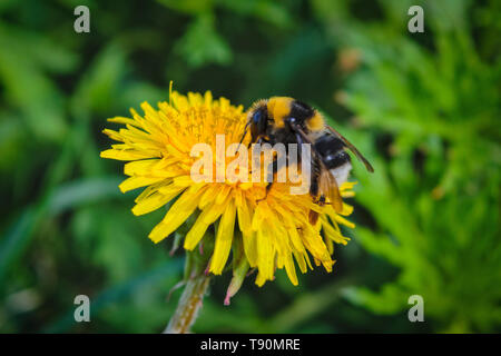 Bumblebee seduti su un giallo fiore di tarassaco.Un grande shaggy bumblebee raccoglie il nettare da un luminoso giallo fiore di tarassaco. Foto Stock