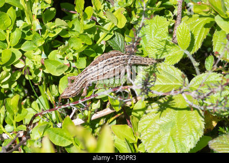 Femmina lucertola comune (Zootoca vivipara) crogiolarsi al sole del mattino sulla sommità del mirtillo Piante e rovi in nero fino a West Sussex, Regno Unito Foto Stock